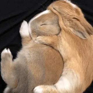🤱 conejos, lindo, animales, durmiendo, mascotas telegram sticker