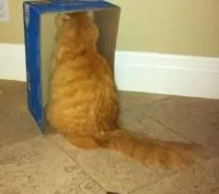 😞 cat, box, pet, animal, orange, funny, cute telegram sticker