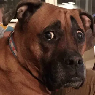 ☹️ Hund, Tier, Haustier, lustig, süß, Boxer, ängstlich telegram sticker