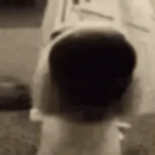 🐶