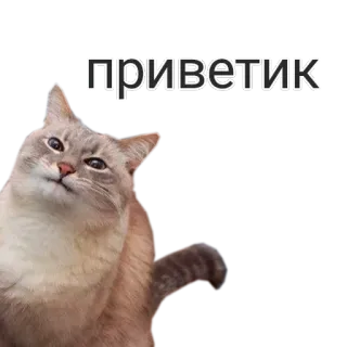😺 приветик mèo, dễ thương, động vật, lời chào, thân thiện telegram sticker