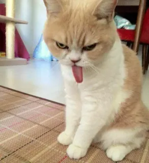 🙃 แมว, สัตว์, สัตว์เลี้ยง, น่ารัก, ลิ้น, ตลก, แมวบ้าน, สัตว์เลี้ยงลูกด้วยนม telegram sticker