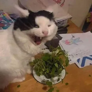 🤣 cat, yawning, plant, animal, pet telegram sticker