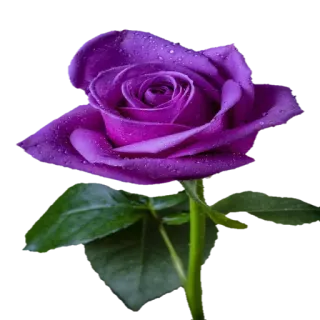 🌺 Blume, Rose, Lila, Natur, Pflanze telegram sticker