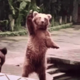 😁 bear, middle finger, offensive, animal telegram sticker