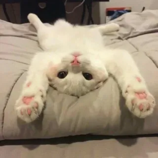 😂 猫, 動物, 白猫, 可愛い, 子猫, ペット whatsapp sticker