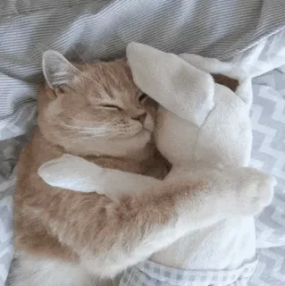 🐱 kucing, anak kucing, hewan, hewan peliharaan, tidur, mainan, lucu, domestik telegram sticker