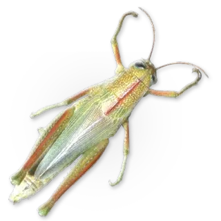 🦗 owad, konik polny, robak, natura, dzika przyroda telegram sticker