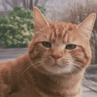 🐈‍⬛️ cat, pet, animal, ginger cat, domestic animal, feline, tabby cat telegram sticker