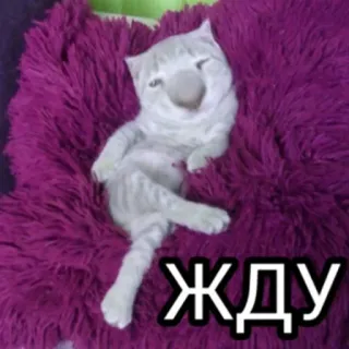 😠 жду 고양이, 기다림, 웃긴, 밈, 동물, 스티커 telegram sticker