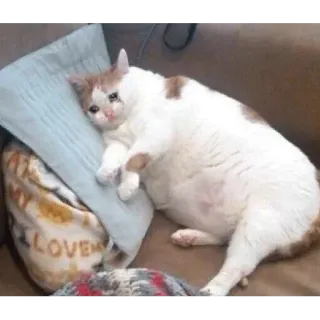 🛏 cat, sad, pillow, animal, meme whatsapp sticker