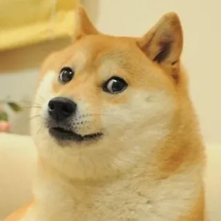 😋 Doge Doge, Shiba Inu, Meme, Hond, Huisdier, Dier telegram sticker