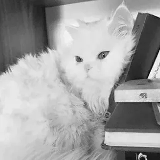 🖇 cat, white cat, pet, animal, fluffy, domestic cat telegram sticker