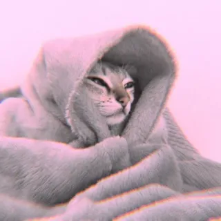 🐾 Katze, Tier, süß, Fell, mit Kapuze, Haustier, Kätzchen, häuslich whatsapp sticker