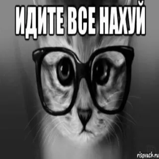 🥶 ИДИТЕ ВСЕ НАХУЙ gatto, occhiali, offensivo, meme telegram sticker