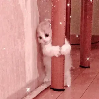 🌸 子猫, 猫, 可愛い, ペット telegram sticker