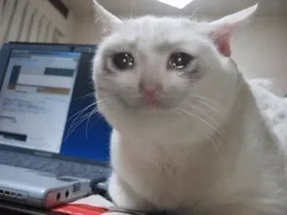 😭 traurige Katze, weinende Katze, Meme, Katze, Tier, Laptop, Computer telegram sticker
