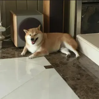 ❤️ dog, Shiba Inu, animal, pet, domestic animal, happy, friend telegram sticker