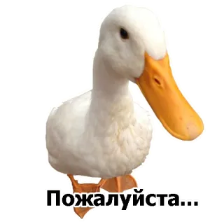 🦆 Пожалуйста... утка, животное, белый, птица, милый, водоплавающая птица telegram sticker