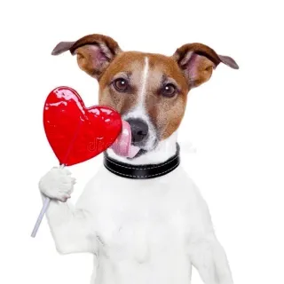 ❤️ dog, lollipop, red, heart, licking, cute, pet, animal telegram sticker