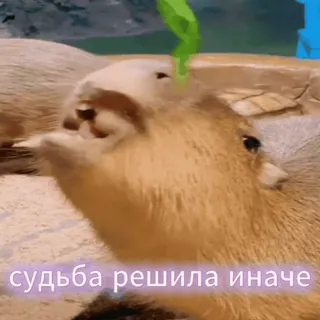 🤣 capybara судьба решила иначе capybara, meme, fate, animal, funny, life telegram sticker
