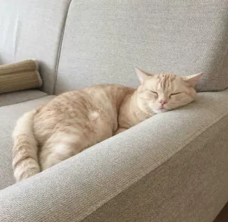 🐈 kucing, tidur, sofa, hewan, kucing domestik, hewan peliharaan whatsapp sticker