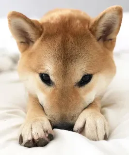 😌 anjing, Shiba Inu, anak anjing, lucu, hewan, peliharaan whatsapp sticker
