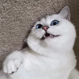 😼 gato, animal, animal de estimação, gato branco, olhos azuis, gato engraçado, fofo telegram sticker
