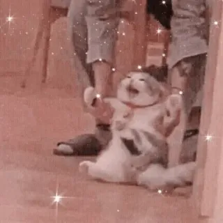 🐱 고양이, 웃긴, 밈, 동물, 새끼고양이, 귀여운 telegram sticker