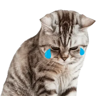 😩 gato, triste, lágrimas, chorando, gatinho, animal de estimação, animal telegram sticker