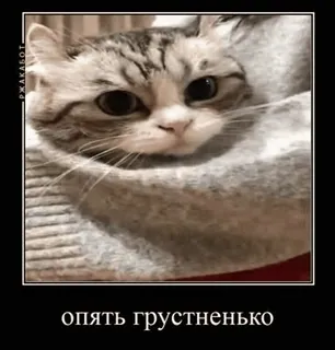 🌟 опять грустненько mèo, buồn, meme, động vật, thú cưng, dễ thương whatsapp sticker