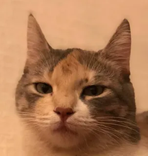 😐 gato, animal, gato doméstico, mascota telegram sticker