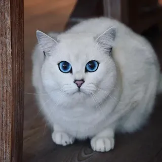 😐 gato, gato branco, olhos azuis, animal, animal de estimação, fofo, gato doméstico telegram sticker