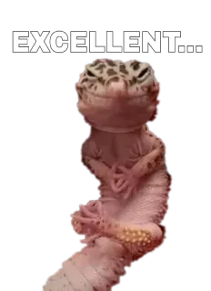 👌 EXCELLENT... Geco leopardino, Rettile, Geco, Eccellente, Approvazione, Divertente, Meme whatsapp sticker