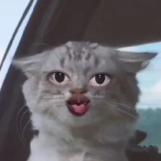 😗 kot, zwierzę, mem, śmieszne, słodkie, zwierzak telegram sticker