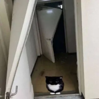 💥 cat, door, pet, animal, domestic cat, black and white cat whatsapp sticker