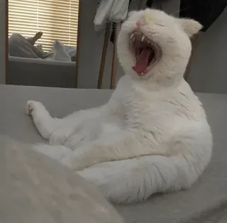 😴 Katze, weiße Katze, Gähnen, Haustier, Tier, Tier telegram sticker