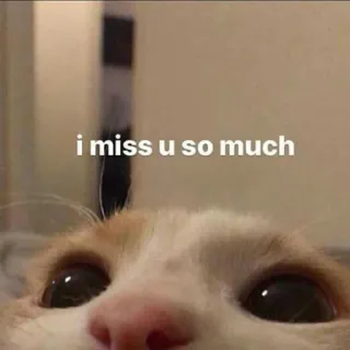 🥺 i miss u so much chat, tu me manques, mignon, animal de compagnie, animal telegram sticker