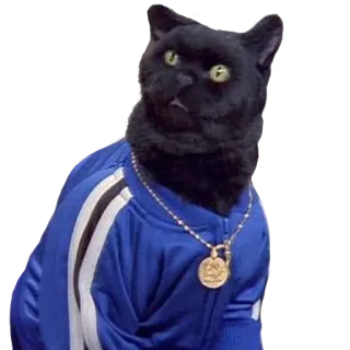 👌 кот, животное, питомец, синий спортивный костюм, золотая цепь, мем telegram sticker