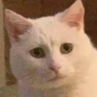 🐱 猫, 白猫, 動物, ペット, 哺乳類, 家畜, 飼い猫, かわいい, ミーム telegram sticker
