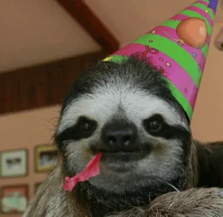 🦥 Faultier, Party, Geburtstag, Tier, süß, Hut telegram sticker