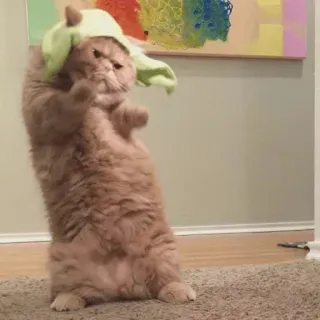 🐱 gato, animal, engraçado, fofo, animal de estimação whatsapp sticker
