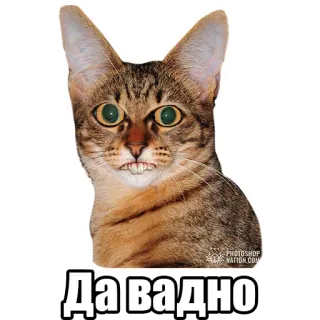 😳 Да Вадно chat, mème, drôle, russe telegram sticker