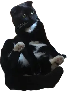 🐱 แมว, แมวทักซิโด้, สัตว์, สัตว์เลี้ยง, แมวบ้าน, แมวนั่ง telegram sticker