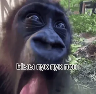 🤪 ЫЫЫ ПУК ПУК ПОН กอริลลา, สัตว์, มีม, ตลก, ข้อความรัสเซีย whatsapp sticker