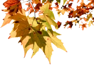 🍂 daun, musim gugur, alam, musim gugur, musim, dedaunan telegram sticker