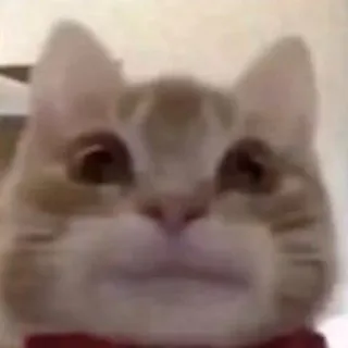 😃 кот, питомец, бабочка, милый, животное telegram sticker