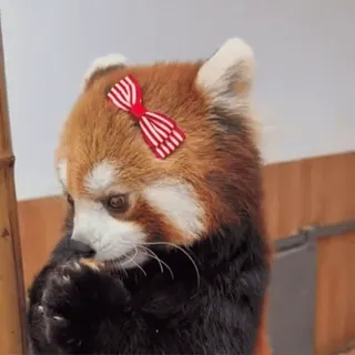 Panda @stickersb2b telegram stickers