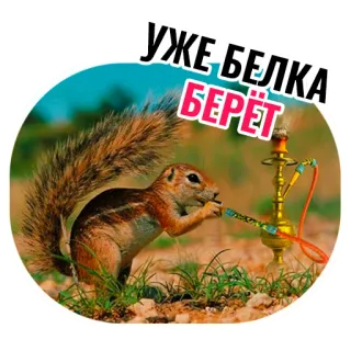 🐿 УЖЕ БЕЛКА БЕРЁТ esquilo, narguilé, fumando, animal, diversão, desenho animado, humor telegram sticker