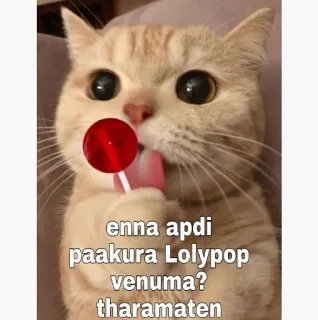 😂 enna apdi paakura Lolypop venuma? tharamaten gato, pirulito, meme, fofo, engraçado telegram sticker